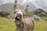 Donkeys could 'trigger killer animal diseases' by feasting on rubbish from bins