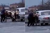 Bloke caught trying to shove cow in back seat of car - but there's a big problem