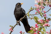 Warning for Brits with blackbirds in their garden as deadly disease spreads rapidly