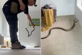 Man horrified as world's second-most venomous snake slithers into his living room