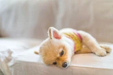 More than a third of pet owners sleep with their cat or dog every night