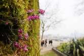 Huge billboard created with 100s of flowers and plants - and it's entirely edible