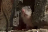 Adorable rat sends Ratatouille fans into frenzy after crashing couple's romantic date in Rome