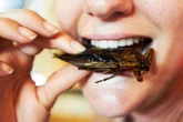 Insects will never replace meat as food because of the 'Yuck Factor', say experts