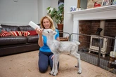 Meet adorable baby reindeer being hand-reared with spaniel siblings in Brit home