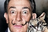 Celebrity owners attacked by wacky pets – including cobras, chimp and ocelot