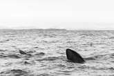 Three giant 20 foot sharks spotted prowling off coast of UK holiday hotspot