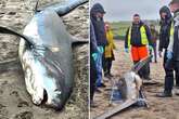 Fury as huge 11ft shark washes up on UK beach