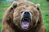 Bears take over national park as ‘screams heard over lake’ in month of attacks