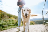 Dogs have more pals than we do - and have much better social lives