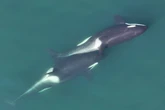 Orcas make seaweed tools to scratch each other’s backs, new research finds
