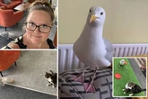 Lothario seagull named Colin is 'king' of Blackpool B&B where guests book in just to meet him