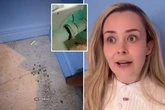 Airbnb host finds '£17k damage after council rented flat for homeless person with 6 dogs'