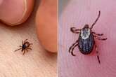 Brits warned of bitey vampire ticks as pests carry killer brain disease