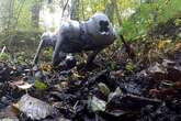 Dog robots given 'Moose-like' slippers help them battle treacherous terrain