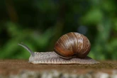Garden slugs and snails are now venemous because of one thing they do during sex