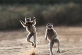 Strictly Come Dancing stars watch out as lemurs snapped busting a move