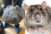Rats the size of cats invade UK town as beasts come up through toilets