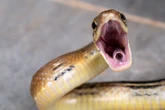 Snake bite secrets revealed after slow-motion footage uncovers true strike speed