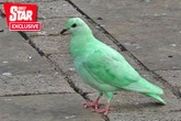 RSPCA say 'don't disturb' bright green pigeon locals dub 'radioactive'