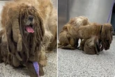 Abanonded shaggy dog that looked like 'Frank from Shameless' transformed at groomers