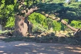 Girl, 7, dies as another in critical condition as tree collapses in park
