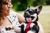 Dog owners can face instant fines under new rules even if pets have made no mess