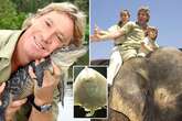 Inside Steve Irwin's harrowing final moments as he was tragically killed by stingray