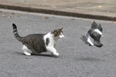 Larry the Cat gets 'more attention' from world leaders than everyone else at No 10