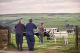 Brits encouraged to sniff cows by experts who say it's udderly brilliant for your health