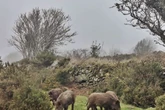Wild boar and moths leave £1 trillion of damage in their wake as UK 'worst hit'