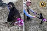 Scantily-clad monkey in tutu gives odd display to motorists after going 'bananas'