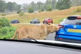 UK safari park horror as lion takes huge bite out of car that had 'food in the boot'