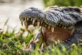 Real-life crocodile spotted lurking in UK canal – sparking frenzied police hunt