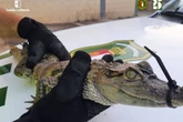 Panicked tourists flee as 3ft crocodile spotted in water at popular holiday resort
