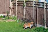 Exterminator shares 'best' tip for deterring rats and foxes from garden