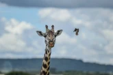 Award-winning filmmaker's horror death as he's headbutted by giraffe called Gerald