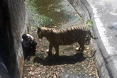 Chilling final photos of people seconds before being eaten alive by animals