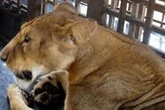 Zookeeper's fatal last act before lion slaughtered him in front of horrified tourists