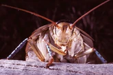'Mutant' cockroach invasion hits UK city as pests breed in Wi-Fi routers and plug sockets