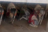 Brit tourists outraged over 'emaciated' donkeys used for rides in Spanish hotspot