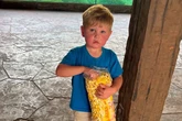 Two-year-old's organs shut down after stung 150 times by wasps 'swarming head to toe'