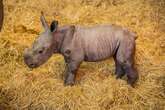 Adorable ultra-rare baby white rhino pictured for first time - he makes odd noise when hungry