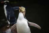 Shy penguin wins New Zealand's bird election without 'foreign interference scandals'