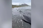 Dozens of whales saved after becoming stranded on beach in desperate rescue mission