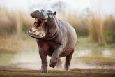 Gruesome final moments of man mauled to death by pet hippo he treated 'like a son'
