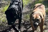 Man stabs two pet dogs at parks as dad and daughter forced to watch horror unfold
