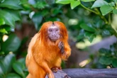 New pandemic fear after deadly human disease found in wild rainforest monkeys for first time