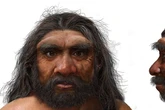 'Dragon man' skull discovered and it's completely new human species