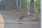 Terrified commuter encounters 'Beast of Essex' prowling UK train platform